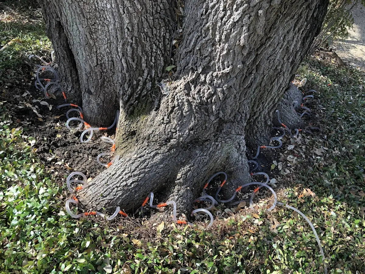 Detailed Tree Cabling and Bracing job site in Pawhuska