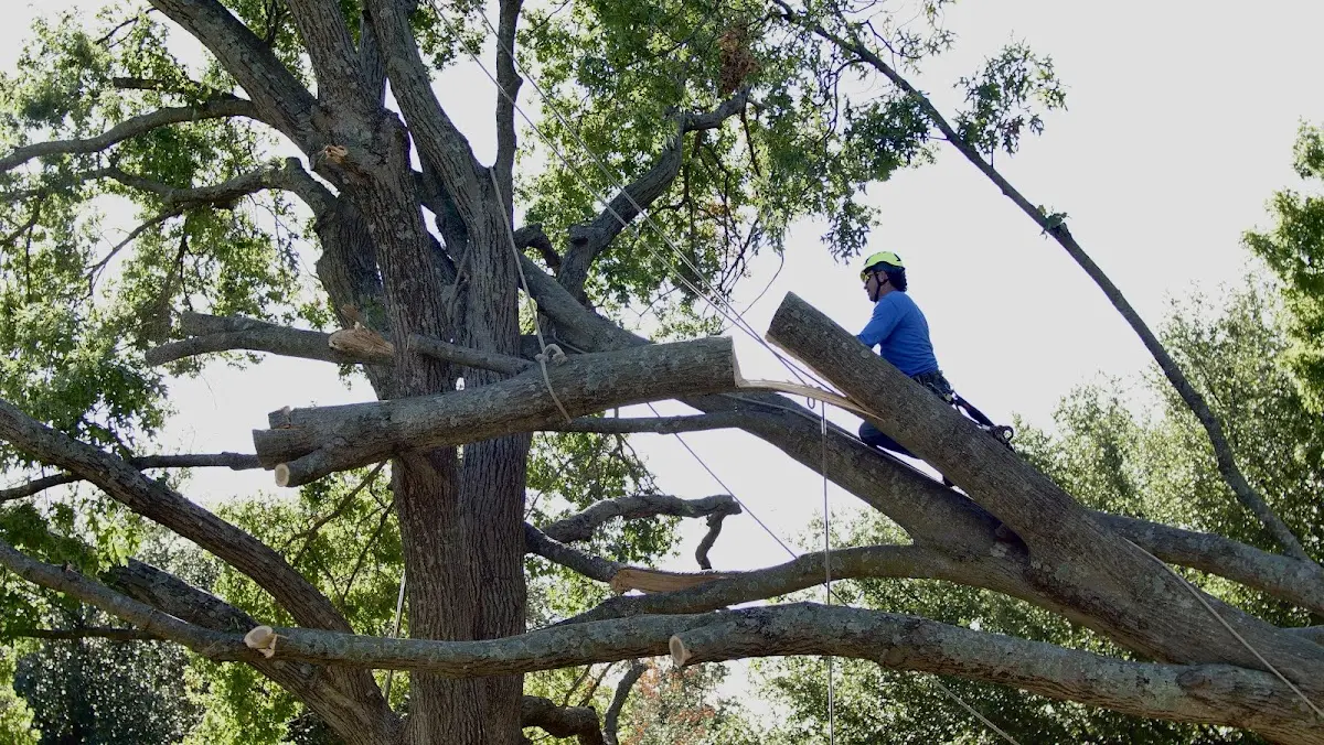 Professional Crown Thinning performed by certified arborists in Pawhuska